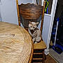 cat, wooden_chair, wooden_table, indoor, flooring, cleaning_tools, broom, dustpan, vacuum_cleaner, wall, corner, carved_wood, furniture, pet, animal, domestic_cat, sitting, quiet, room, curious