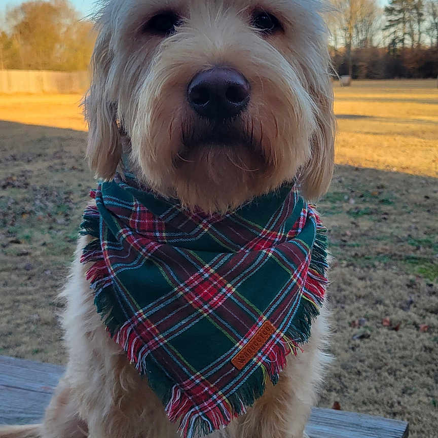 Waylow joined the competition — help win amazing prizes! animal, backyard, bandana, canine, daytime, dog, ears, fur, grass, muzzle, nature, outdoor, paws, pet, picnic_table, plaid, sky, sunlight, tree, wood