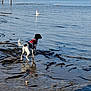 Asha participe au concours pour gagner de l'argent avec cette photo : dog, water, mud, seagull, shore, reflection, harness, outdoor, animal, beach, nature, leash, standing, black_and_white, bird, calm, ripples, sky, daytime, curious