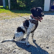 Asha a rejoint le concours — aidez-le/la à gagner de superbes lots ! dog, black_and_white, harness, leash, sitting, gravel, outdoor, sunny, shadow, greenery, gate, tongue_out, pet, canine, happy, animal, daylight, collar, spot, nature
