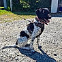 dog, black_and_white, harness, leash, sitting, gravel, outdoor, sunny, shadow, greenery, gate, tongue_out, pet, canine, happy, animal, daylight, collar, spot, nature