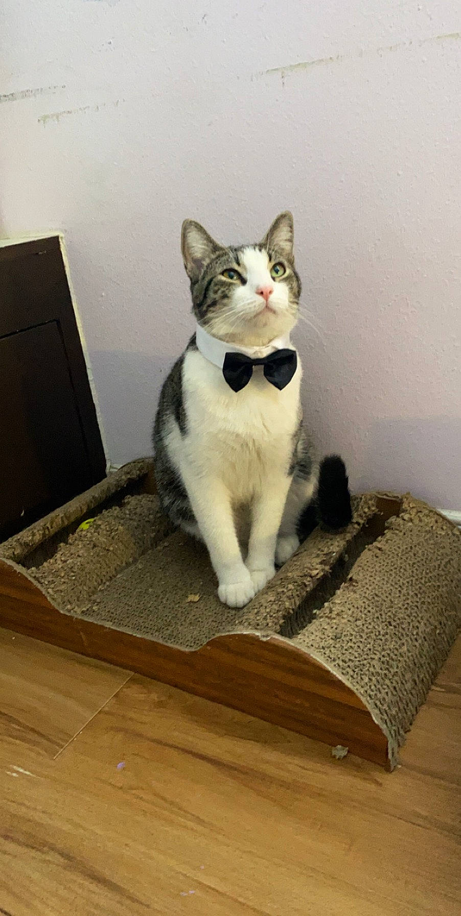 Tommy is registered to the contest to win money with this photo: aegean_cat, american_wirehair, asian, carnivore, cat, domestic_short_haired_cat, european_shorthair, felidae, japanese_bobtail, kitten, mammal, ojos_azules, paw, polydactyl_cat, small_to_medium_sized_cats, tail, whiskers