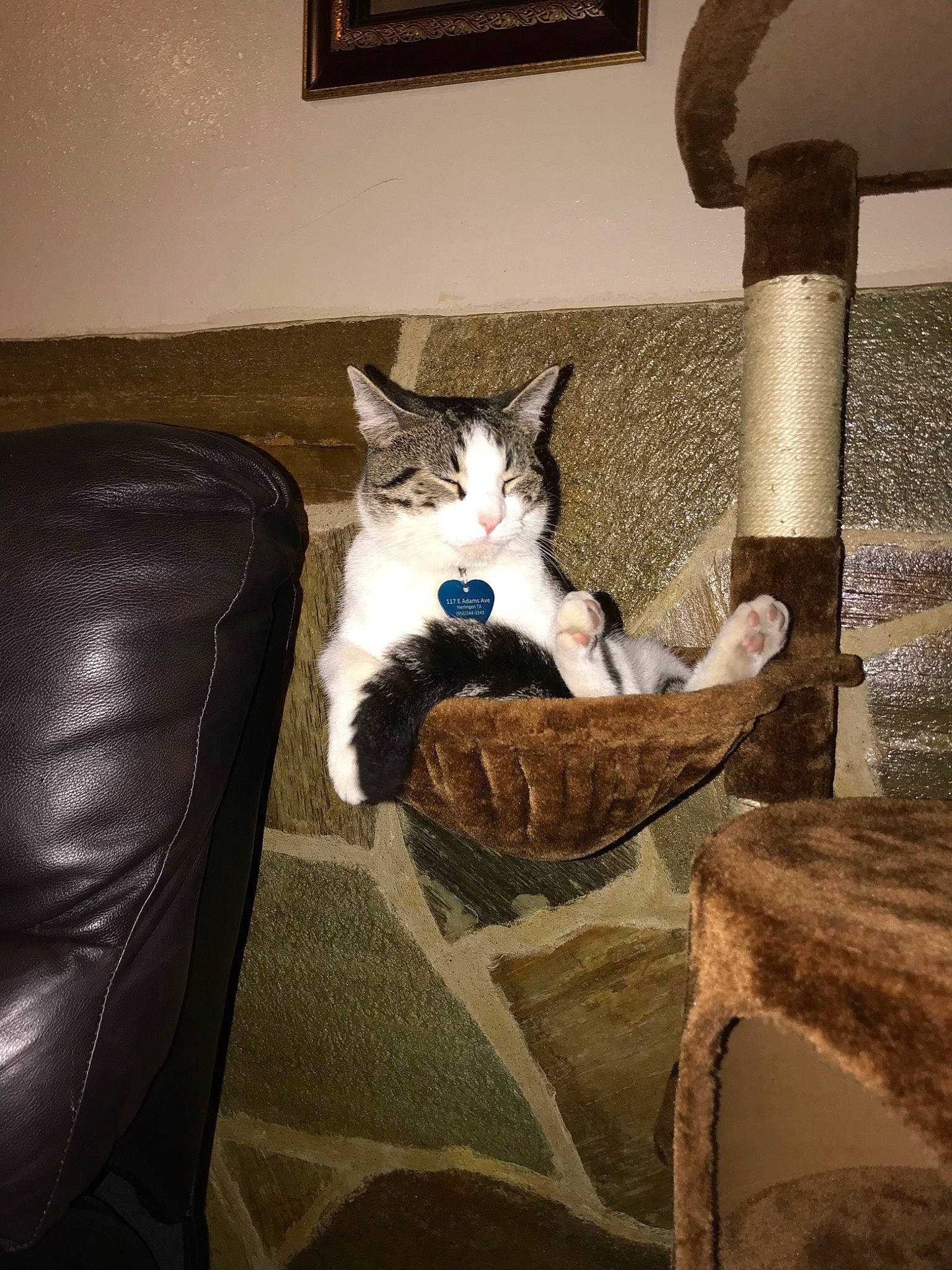 Tommy joined the competition — help win amazing prizes! asian, carnivore, cat, comfort, domestic_short_haired_cat, european_shorthair, felidae, fur, ojos_azules, room, small_to_medium_sized_cats, tail, whiskers