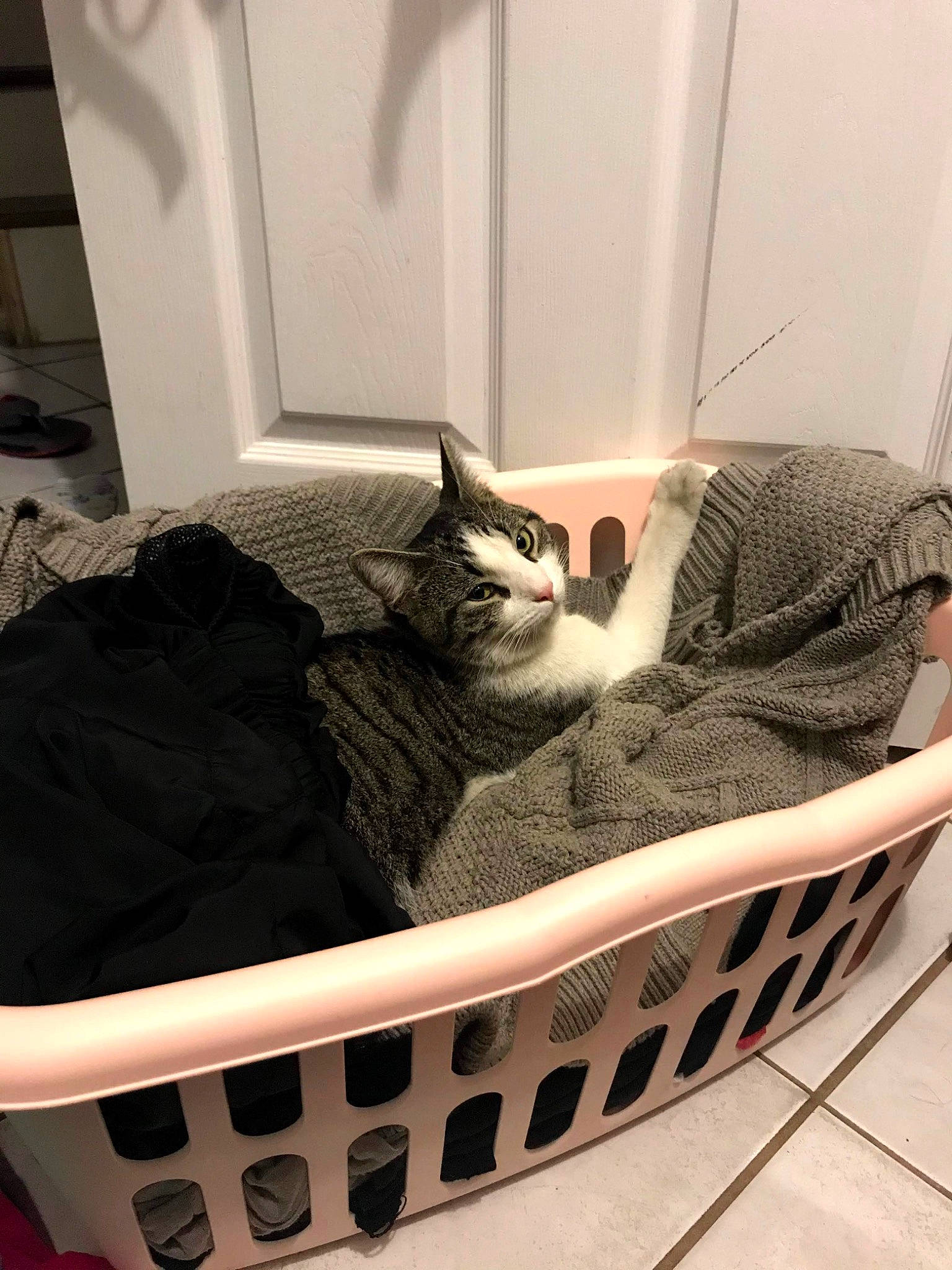 Tommy is registered to the contest to win money with this photo: asian, carnivore, cat, cat_bed, comfort, domestic_short_haired_cat, dragon_li, egyptian_mau, european_shorthair, felidae, furniture, kitten, small_to_medium_sized_cats, tabby_cat, whiskers