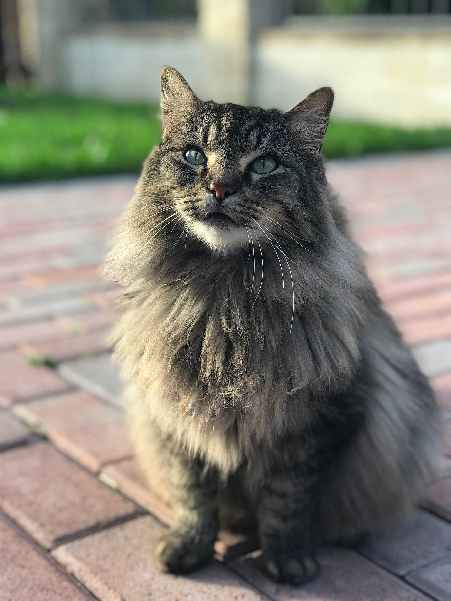 Bonjovia joined the competition — help win amazing prizes! asian, asian_semi_longhair, british_semi_longhair, carnivore, cat, cymric, domestic_long_haired_cat, domestic_short_haired_cat, felidae, kurilian_bobtail, maine_coon, mammal, norwegian_forest_cat, siberian, small_to_medium_sized_cats, snout, tabby_cat, vertebrate, whiskers, wild_cat