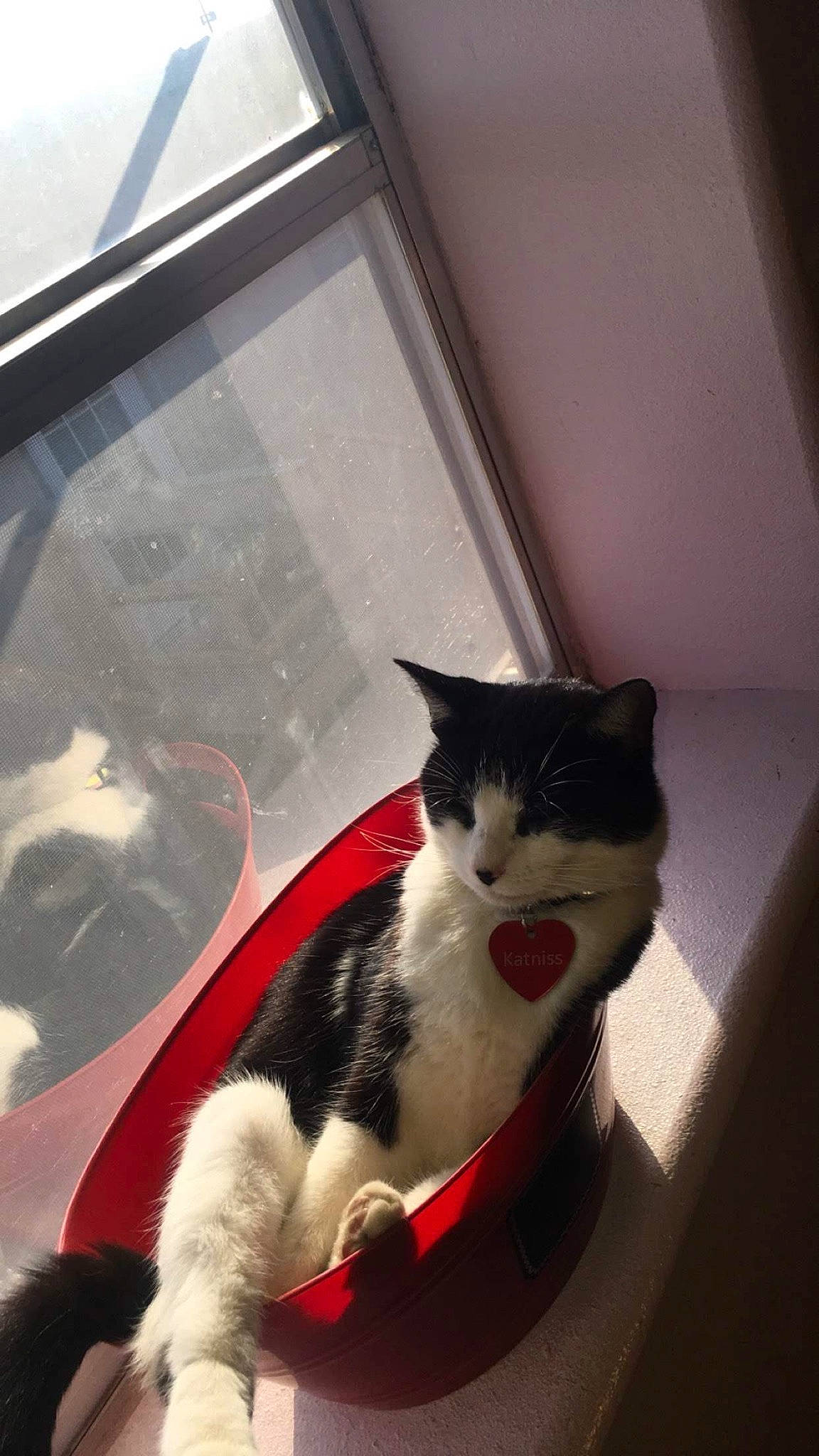 Katniss joined the competition — help win amazing prizes! aegean_cat, carnivore, cat, domestic_short_haired_cat, european_shorthair, eye, felidae, fur, kitten, leg, nose, polydactyl_cat, small_to_medium_sized_cats, snout, tail, whiskers, window