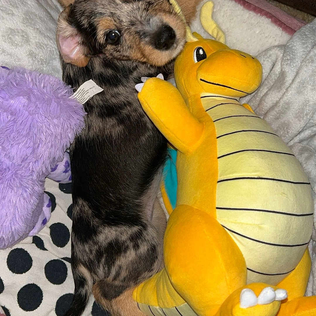 Rosie is registered to the contest to win money with this photo: puppy, dog, plush_toy, bed, blanket, cushion, carpet, indoor, cozy, snuggling, cute, speckled_coat, soft, toy, looking_up, pet, animal, domestic, resting, comfortable