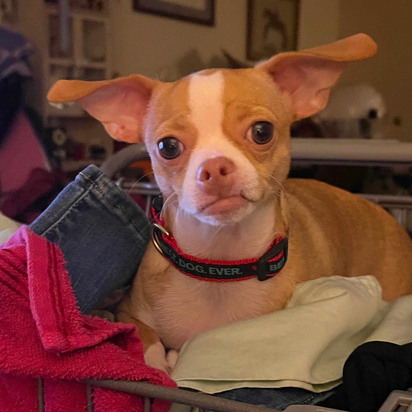 Phoebe is registered to the contest to win money with this photo: accessories, animal, bag, bulldog, canine, chihuahua, clothing, couch, dog, furniture, handbag, homedecor, hound, indoors, laundry, linen, pants, pet, puppy, strap