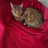 Charly participe au concours pour gagner de l'argent avec cette photo : alert, animal, blanket, cat, companion, cozy, curled_up, cute, domestic, ears, feline, fur, indoor, pet, red, relaxed, resting, soft, tabby, whiskers