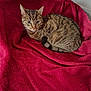 alert, animal, blanket, cat, companion, cozy, curled_up, cute, domestic, ears, feline, fur, indoor, pet, red, relaxed, resting, soft, tabby, whiskers