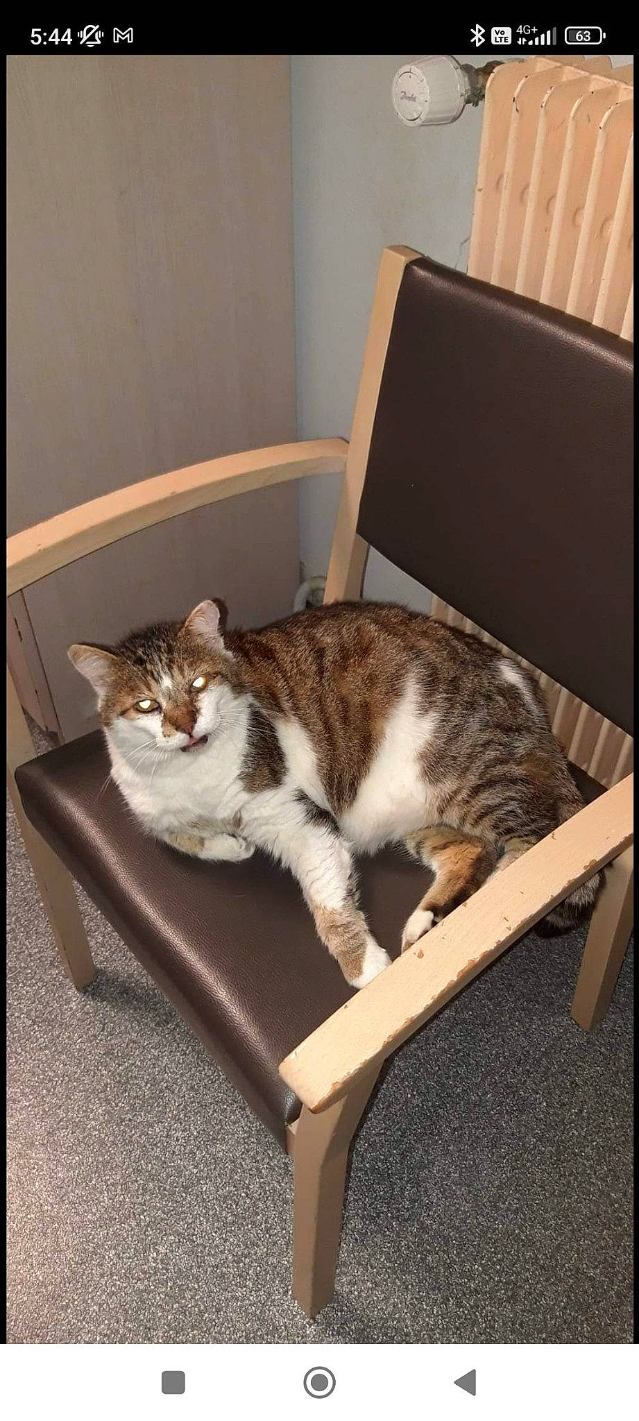 Brioche a rejoint le concours — aidez-le/la à gagner de superbes lots ! carnivore, cat, chair, comfort, domestic_short_haired_cat, felidae, flooring, fur, hardwood, metal, paw, rectangle, room, small_to_medium_sized_cats, tail, terrestrial_animal, whiskers, wood