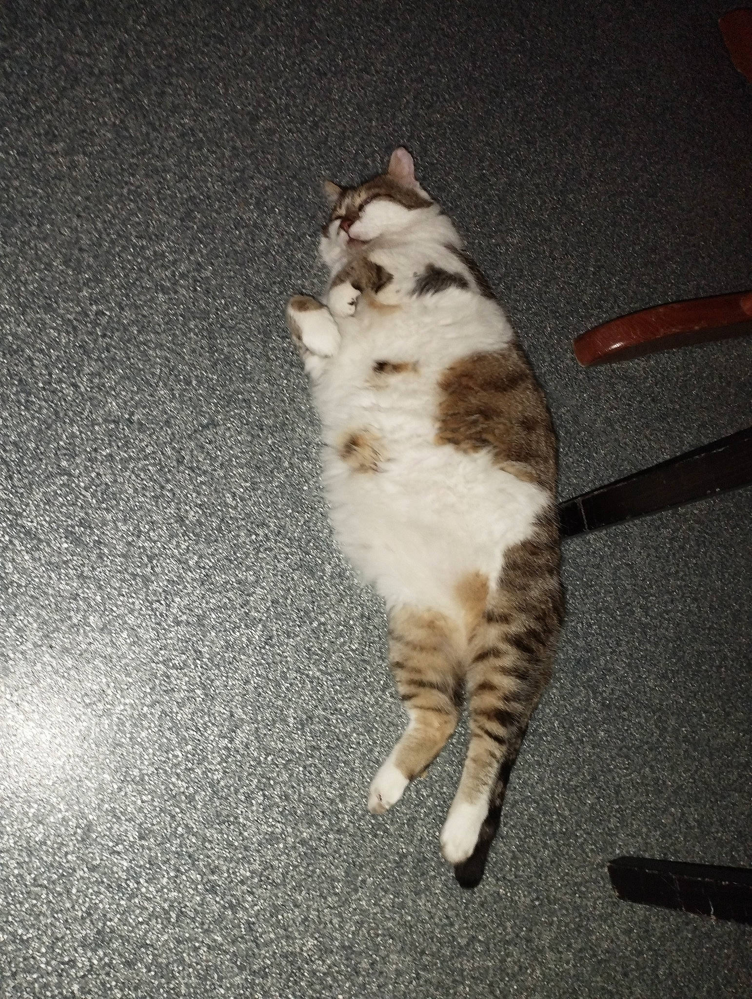 Brioche a rejoint le concours — aidez-le/la à gagner de superbes lots ! asphalt, carnivore, cat, claw, darkness, domestic_short_haired_cat, eye, felidae, flooring, foot, fur, paw, road_surface, sitting, small_to_medium_sized_cats, snout, tail, whiskers, wood