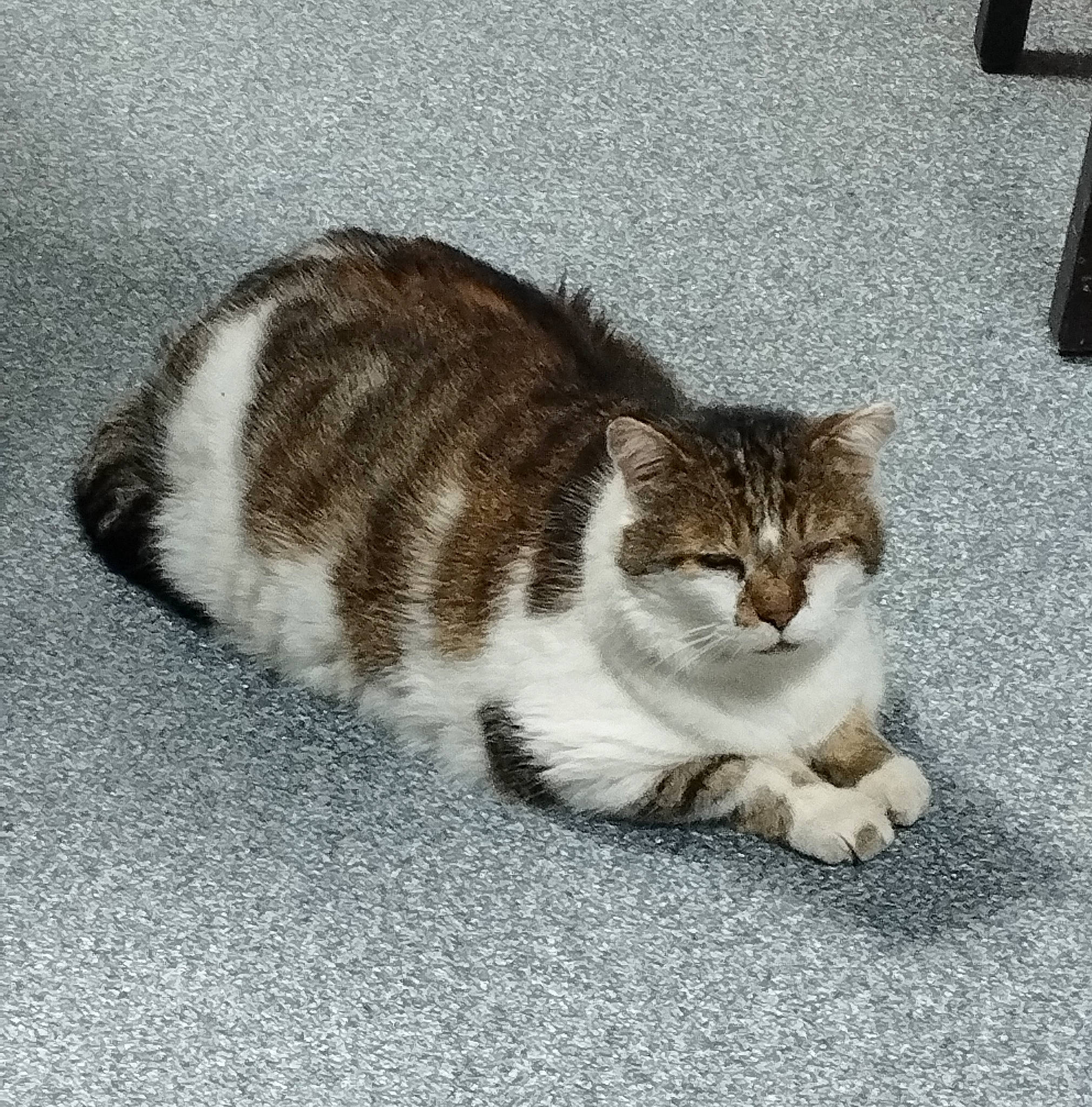 Brioche participe au concours pour gagner de l'argent avec cette photo : carnivore, cat, domestic_short_haired_cat, felidae, fur, paw, road_surface, small_to_medium_sized_cats, snout, tail, terrestrial_animal, whiskers, window