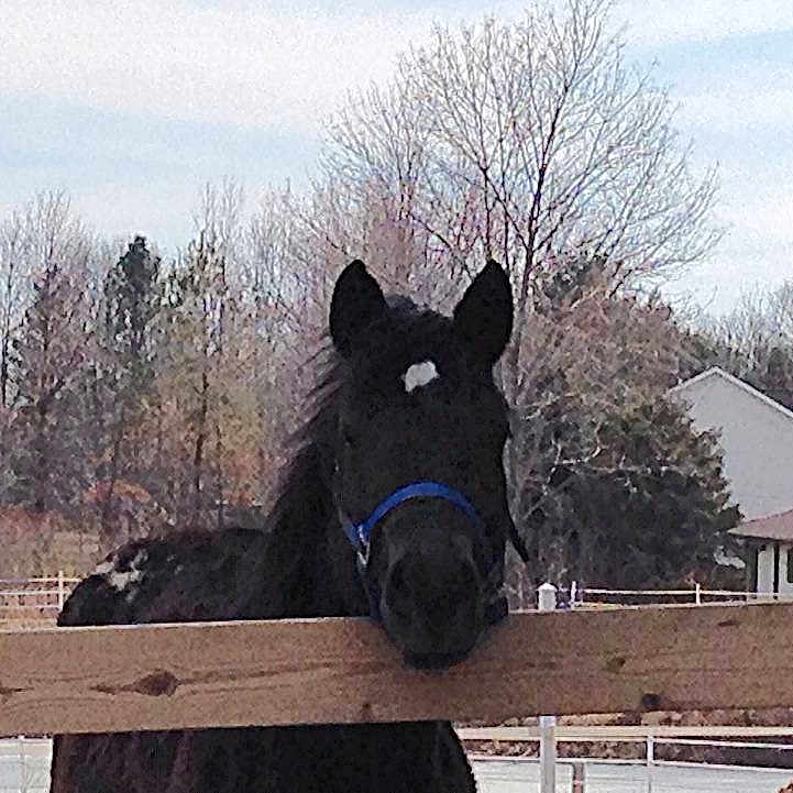 Comanche joined the competition — help win amazing prizes!