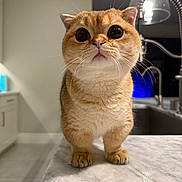 Alfred is registered to the contest to win money with this photo: cat, kitten, orange_tabby, pet, big_eyes, whiskers, paws, marble_countertop, kitchen, sink, faucet, lamp, indoor, curious, cute, portrait, close_up, cabinet, tile_floor, domestic
