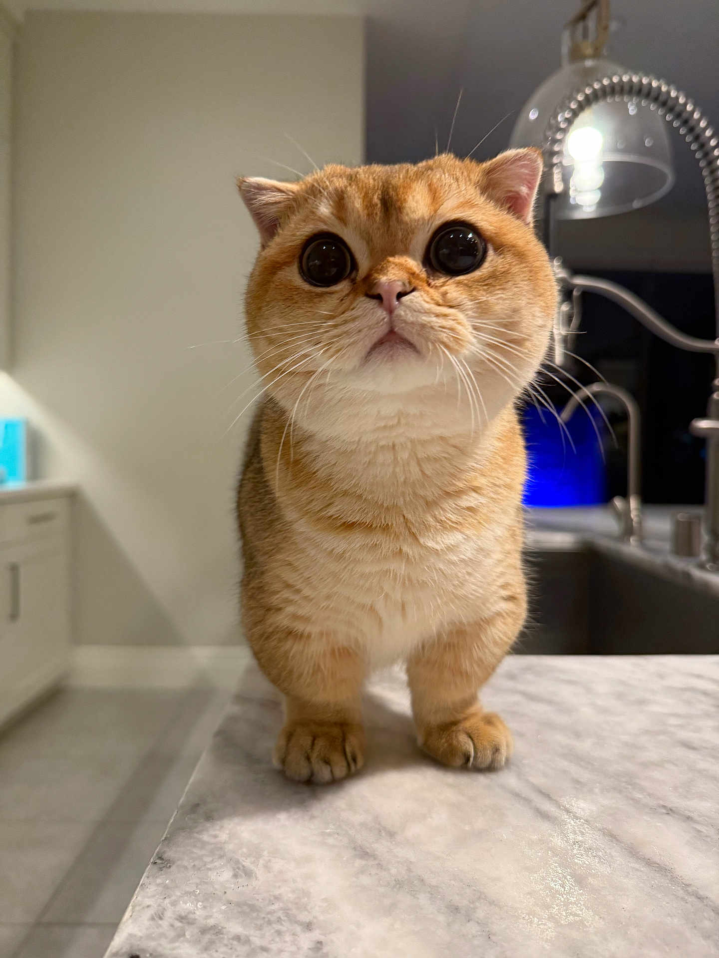 Alfred is registered to the contest to win money with this photo: cat, kitten, orange_tabby, pet, big_eyes, whiskers, paws, marble_countertop, kitchen, sink, faucet, lamp, indoor, curious, cute, portrait, close_up, cabinet, tile_floor, domestic