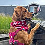 dog, golden_retriever, bandana, harness, outdoor, grass, stone_ledge, wooden_fence, house, american_flag, pet, canine, animal, leash, sky, window, flower_pot, garden, side_profile, curious