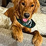 golden_retriever, dog, puppy, indoor, couch, paws, bandana, tongue_out, happy, pet, furry, animal, cozy, blanket, wooden_table, texture, closeup, cute, smiling, friendly