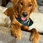 Kya is registered to the contest to win money with this photo: animal, bandana, blanket, couch, cozy, cute, dog, face, friendly, fur, furniture, golden_retriever, home, indoor, mammal, paw, pet, puppy, smiling, tongue_out
