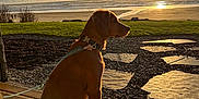 Kya is registered to the contest to win money with this photo: dog, golden_retriever, puppy, sunset, beach, clouds, grass, wooden_deck, leash, calm, outdoor, nature, sand, water, sky, sun, reflection, shadow, peaceful, animal