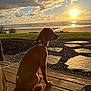 dog, golden_retriever, puppy, sunset, beach, clouds, grass, wooden_deck, leash, calm, outdoor, nature, sand, water, sky, sun, reflection, shadow, peaceful, animal