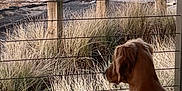 Kya joined the competition — help win amazing prizes! beach, canine, dawn, dog, dusk, fence, grass, landscape, nature, ocean, outdoor, pet, quiet, reflection, rock_formation, sand, sky, sunlight, water, waves