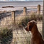 dog, beach, ocean, waves, sand, rock_formation, fence, grass, outdoor, nature, sunlight, dawn, dusk, pet, water, sky, landscape, canine, quiet, reflection