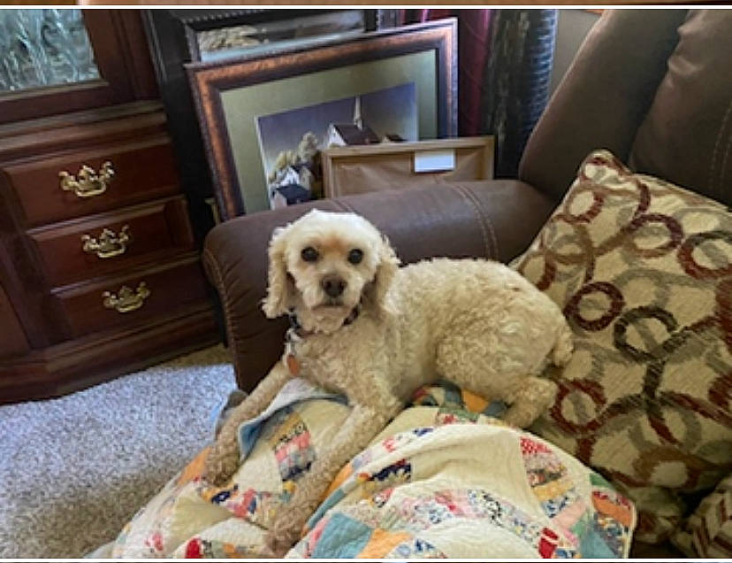 Sophia Fahey is registered to the contest to win money with this photo: cabinetry, carnivore, chair, comfort, companion_dog, couch, dog, dog_breed, dog_supply, drawer, dresser, interior_design, living_room, pet_supply, picture_frame, poodle, shelf, sporting_group, toy_dog, working_animal