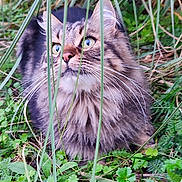 Cébu participe au concours pour gagner de l'argent avec cette photo : cat, fluffy_cat, longhaired_cat, feline, blue_eyes, whiskers, pet, animal, sitting, outdoor, garden, grass, foliage, plants, greenery, nature, portrait, fur, alert, camouflage