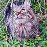cat, fluffy_cat, longhaired_cat, feline, blue_eyes, whiskers, pet, animal, sitting, outdoor, garden, grass, foliage, plants, greenery, nature, portrait, fur, alert, camouflage