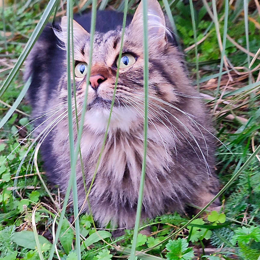 Cébu participe au concours pour gagner de l'argent avec cette photo : cat, fluffy_cat, longhaired_cat, feline, blue_eyes, whiskers, pet, animal, sitting, outdoor, garden, grass, foliage, plants, greenery, nature, portrait, fur, alert, camouflage