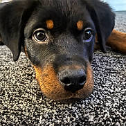 Bruce is registered to the contest to win money with this photo: puppy, rottweiler, dog, close_up, carpet, black_and_tan, laying_down, curious, pet, animal, indoors, young_dog, fur, cute, face, nose, ears, whiskers, portrait, eyes