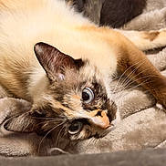 Jinx joined the competition — help win amazing prizes! cat, siamese_cat, blue_eyes, fur, whiskers, animal, pet, lying_down, blanket, cozy, indoor, closeup, curious, cute, relaxed, feline, mammal, soft, resting, portrait