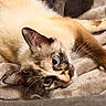 cat, siamese_cat, blue_eyes, fur, whiskers, animal, pet, lying_down, blanket, cozy, indoor, closeup, curious, cute, relaxed, feline, mammal, soft, resting, portrait