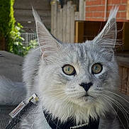 Plume participe au concours pour gagner de l'argent avec cette photo : cat, silver_tabby, fluffy, outdoor, harness, leash, wooden_surface, greenery, brick_wall, pet, animal, portrait, ears, whiskers, feline, curious, resting, closeup, eyes, cute
