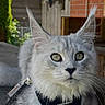 cat, silver_tabby, fluffy, outdoor, harness, leash, wooden_surface, greenery, brick_wall, pet, animal, portrait, ears, whiskers, feline, curious, resting, closeup, eyes, cute