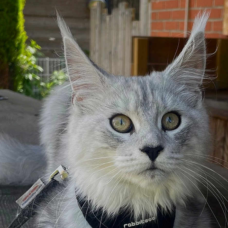 Plume participe au concours pour gagner de l'argent avec cette photo : cat, silver_tabby, fluffy, outdoor, harness, leash, wooden_surface, greenery, brick_wall, pet, animal, portrait, ears, whiskers, feline, curious, resting, closeup, eyes, cute