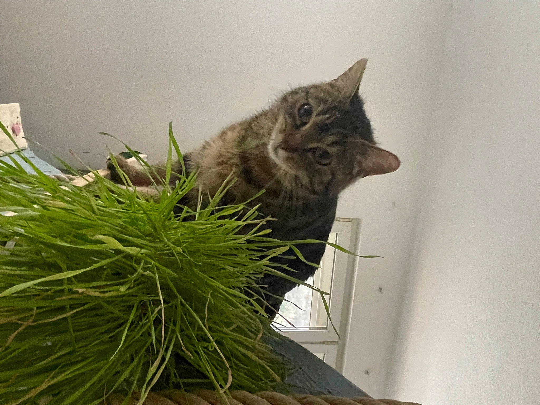 Runa participe au concours pour gagner de l'argent avec cette photo : carnivore, cat, domestic_short_haired_cat, felidae, flowerpot, fur, grass, herb, houseplant, plant, small_to_medium_sized_cats, tail, terrestrial_animal, twig, whiskers, window, wood