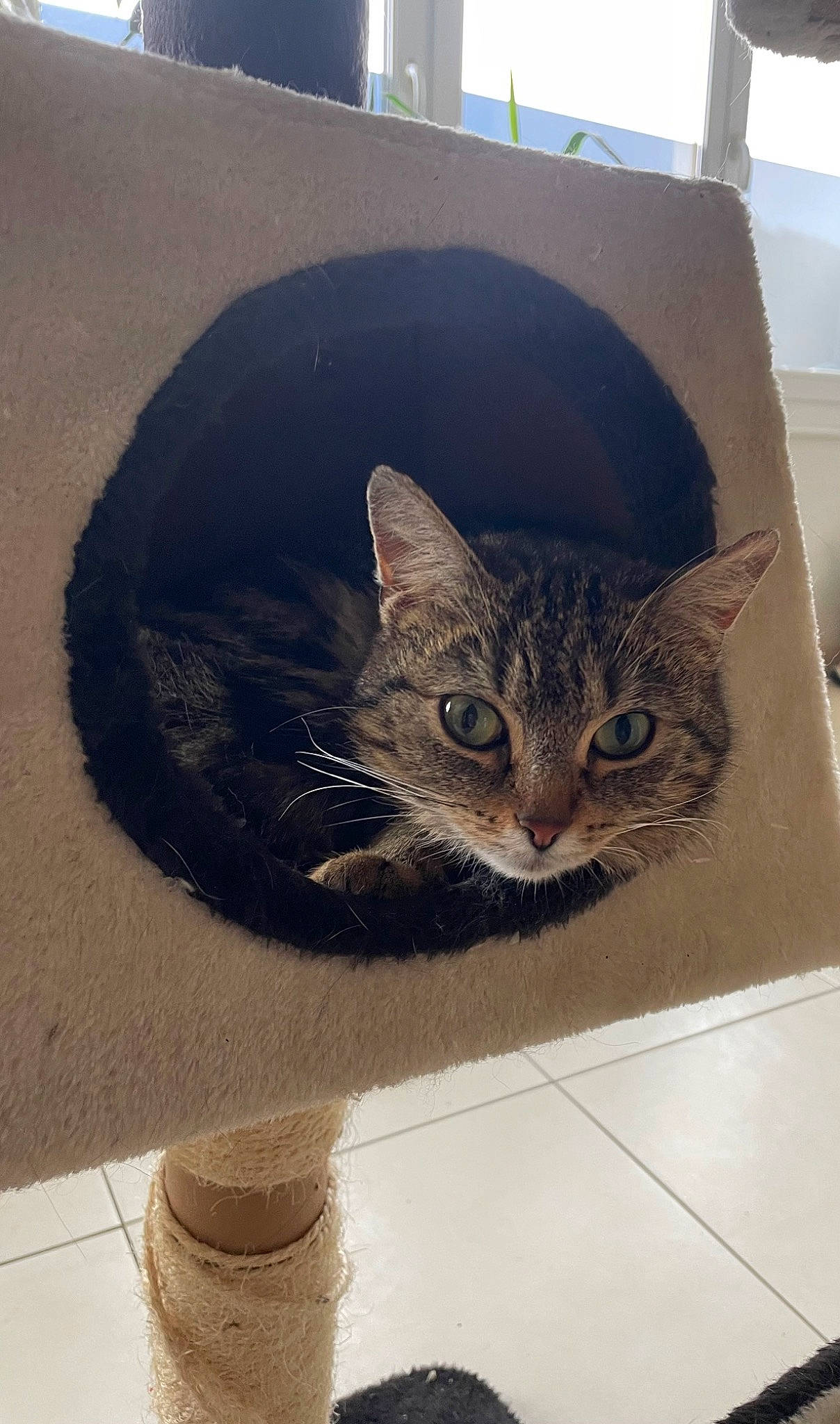 Runa a rejoint le concours — aidez-le/la à gagner de superbes lots ! automotive_tire, cardboard, carnivore, cat, chair, domestic_short_haired_cat, door, fawn, felidae, flooring, fur, metal, paw, small_to_medium_sized_cats, snout, tail, tire, whiskers, window, wood