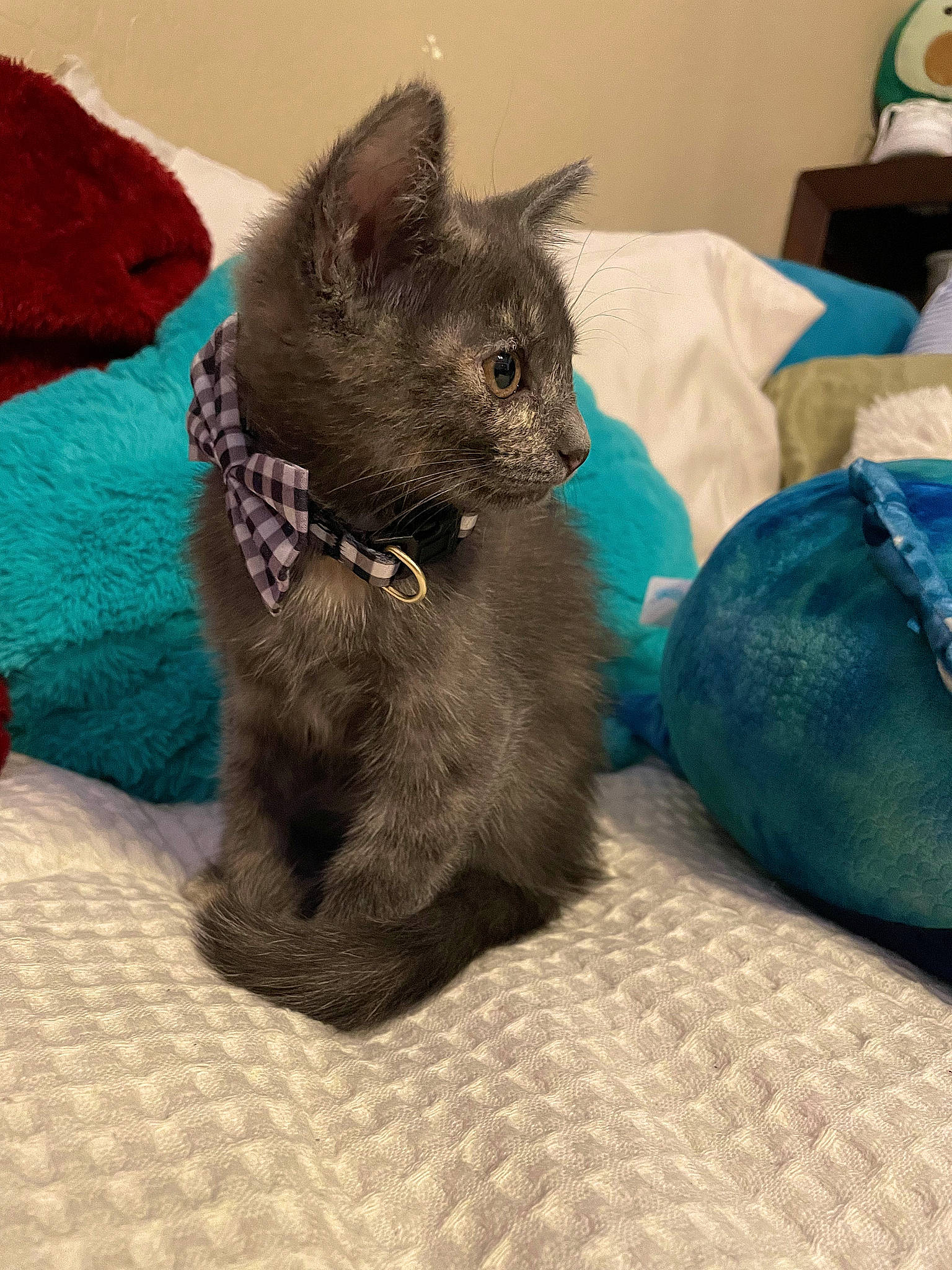 Blair joined the competition — help win amazing prizes! black_cat, canidae, carnivore, cat, claw, comfort, companion_dog, dog_breed, domestic_short_haired_cat, electric_blue, fawn, felidae, fur, paw, russian_blue, small_to_medium_sized_cats, snout, tail, terrestrial_animal, whiskers