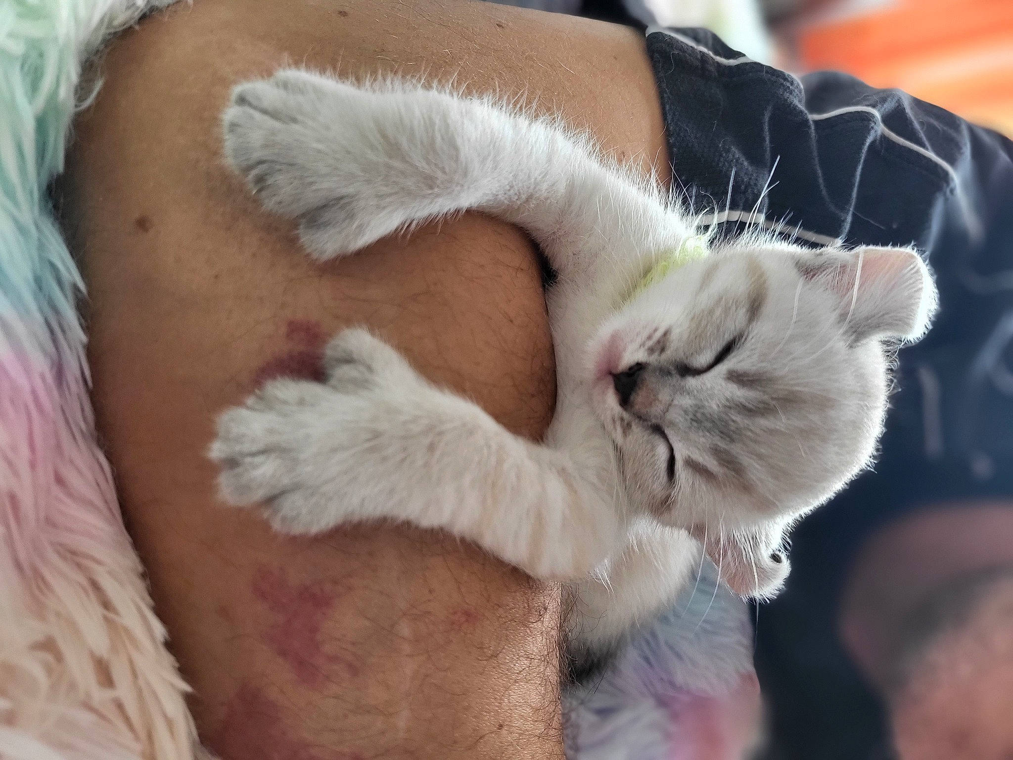 Fuji a rejoint le concours — aidez-le/la à gagner de superbes lots ! canidae, carnivore, cat, claw, close_up, comfort, companion_dog, domestic_short_haired_cat, ear, fawn, felidae, foot, fur, mammal, nap, paw, small_to_medium_sized_cats, snout, tail, whiskers