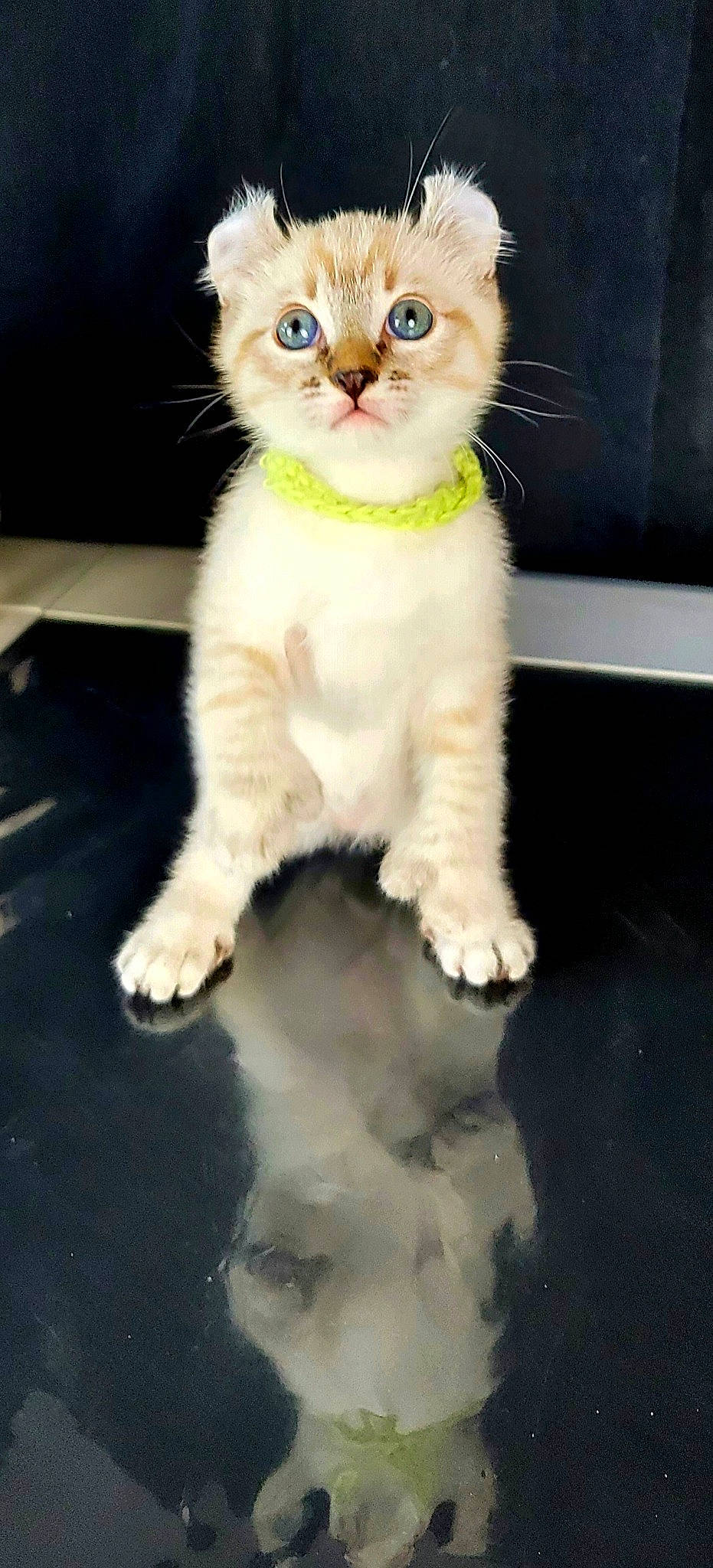 Fuji a rejoint le concours — aidez-le/la à gagner de superbes lots ! carnivore, cat, claw, domestic_short_haired_cat, fawn, felidae, fur, paw, pet_supply, sitting, small_to_medium_sized_cats, tail, terrestrial_animal, whiskers