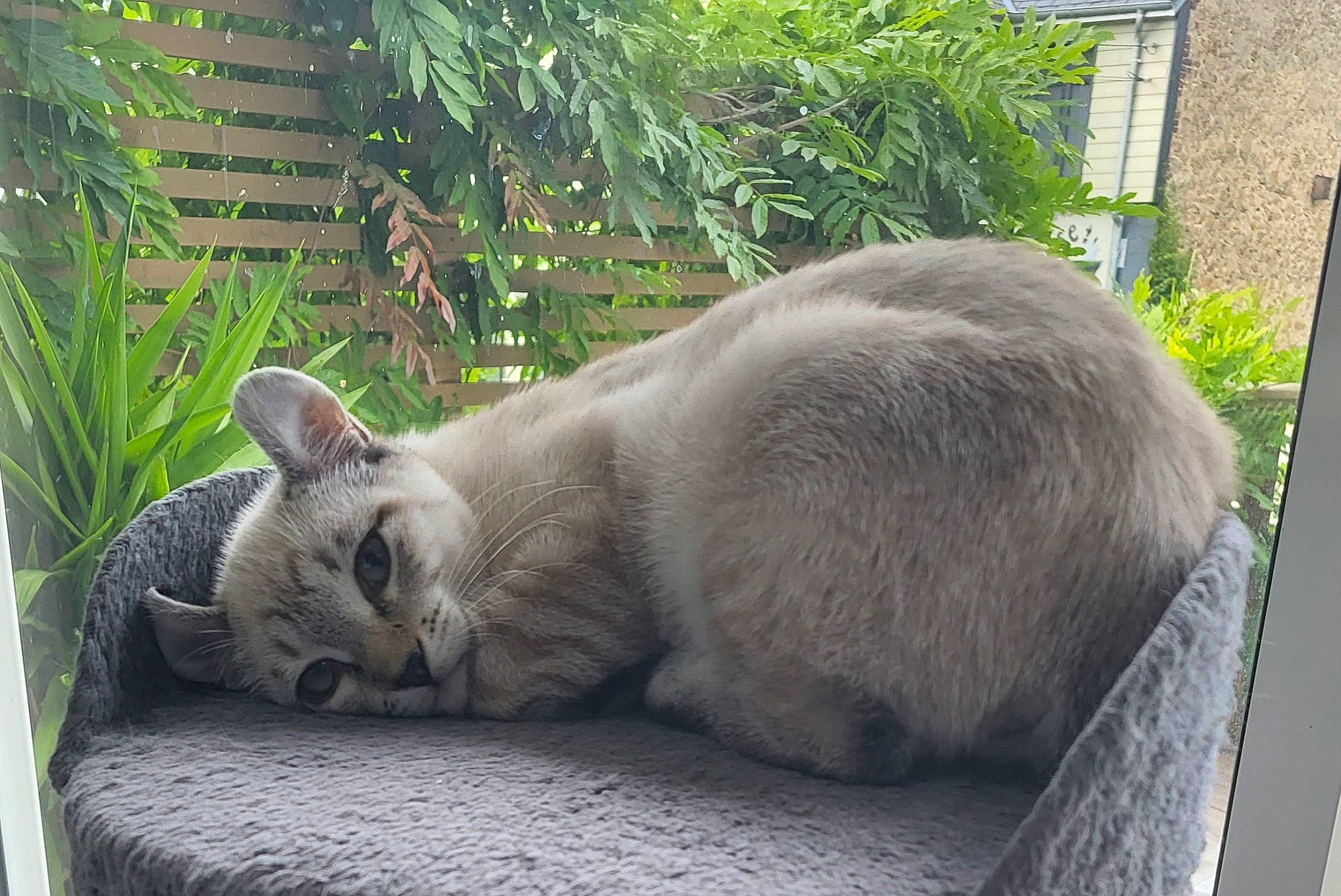 Koumie a rejoint le concours — aidez-le/la à gagner de superbes lots ! carnivore, cat, comfort, domestic_short_haired_cat, fawn, felidae, fur, grey, paw, plant, siamese, small_to_medium_sized_cats, snout, tail, terrestrial_animal, thai, whiskers, wildlife, window