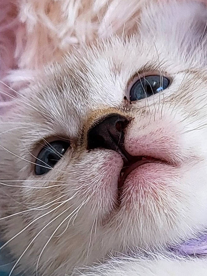 Koumie a rejoint le concours — aidez-le/la à gagner de superbes lots ! carnivore, cat, close_up, domestic_short_haired_cat, fawn, felidae, fur, small_to_medium_sized_cats, snout, terrestrial_animal, whiskers