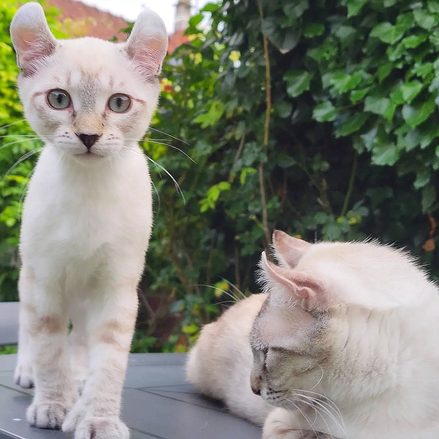 Koumie a rejoint le concours — aidez-le/la à gagner de superbes lots ! carnivore, cat, domestic_short_haired_cat, fawn, felidae, fur, grass, mammal, organism, paw, photo_caption, photograph, plant, small_to_medium_sized_cats, snapshot, snout, tail, terrestrial_animal, whiskers, white
