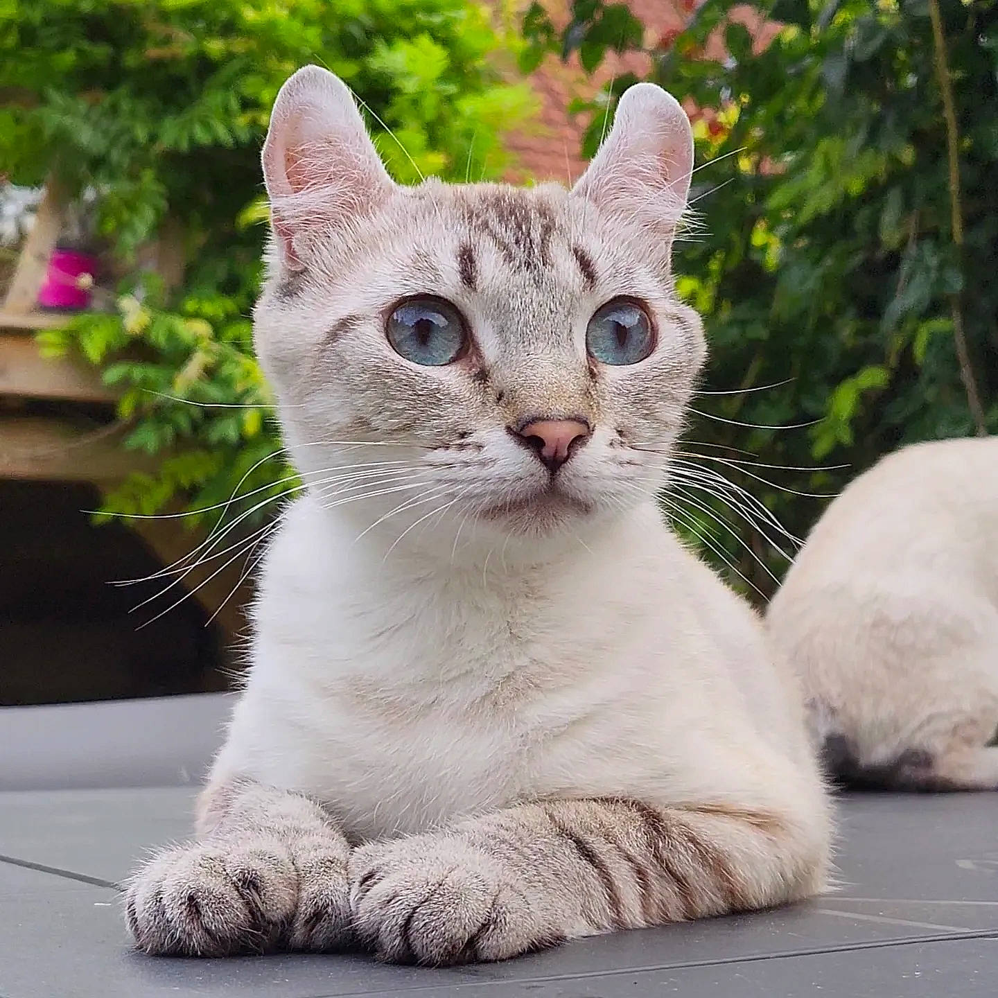 Talya participe au concours pour gagner de l'argent avec cette photo : carnivore, cat, collar, domestic_short_haired_cat, fawn, felidae, fur, grass, groundcover, paw, photo_caption, plant, small_to_medium_sized_cats, snout, tail, terrestrial_animal, tree, whiskers, wildlife, window