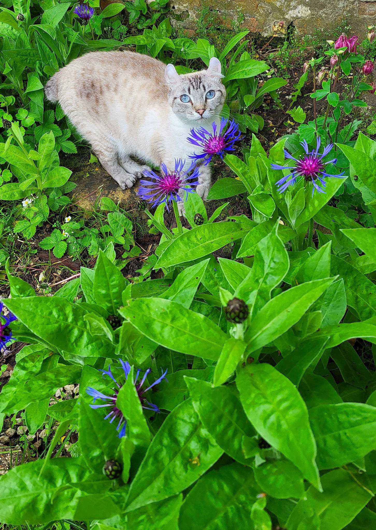 Talya a rejoint le concours — aidez-le/la à gagner de superbes lots ! annual_plant, botany, cat, electric_blue, felidae, flower, flowering_plant, gardening, gentiana, grass, groundcover, herbaceous_plant, leaf, petal, plant, shrub, small_to_medium_sized_cats, terrestrial_plant, vegetation, wildflower