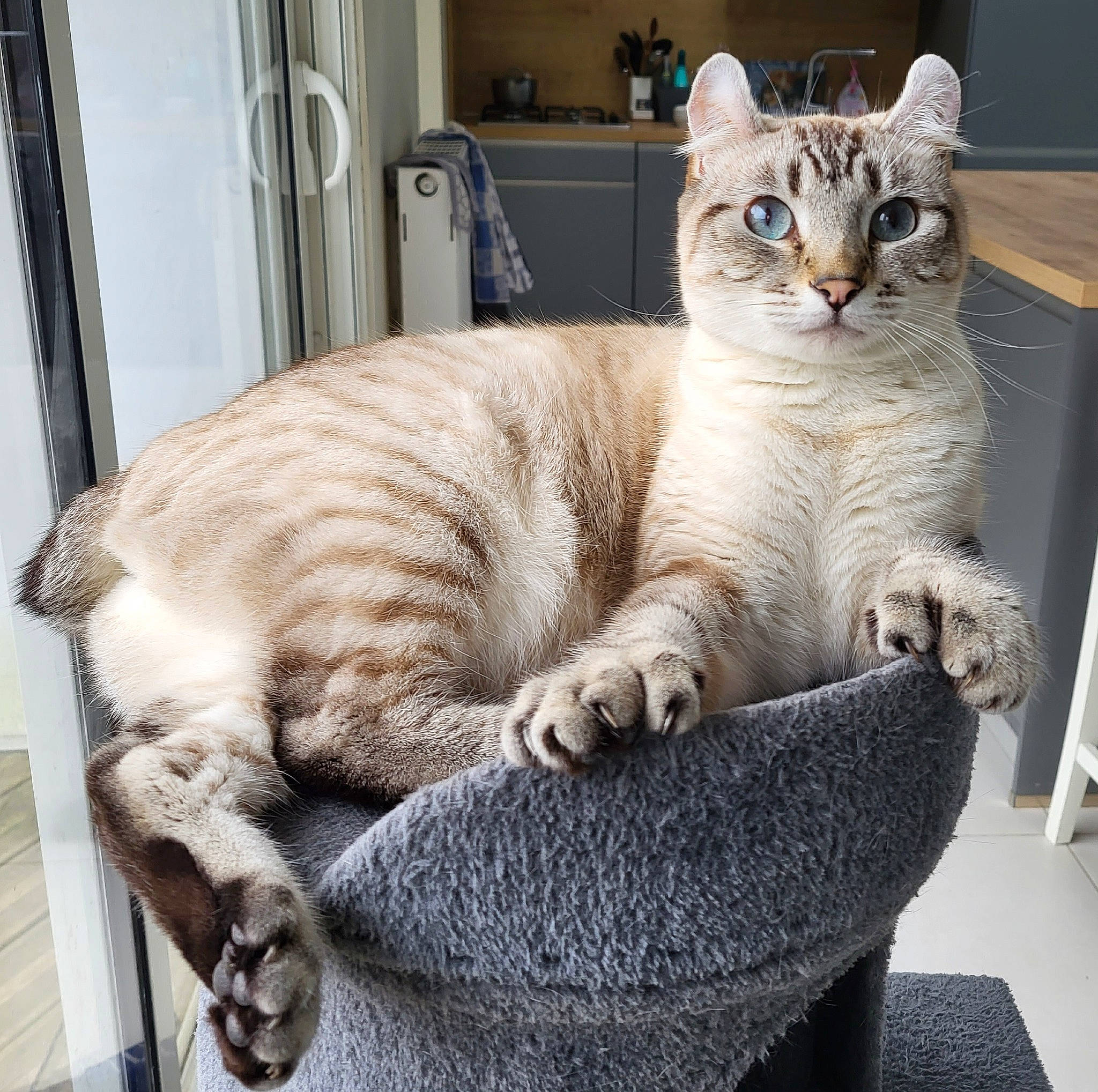 Talya a rejoint le concours — aidez-le/la à gagner de superbes lots ! carnivore, cat, cat_furniture, cat_supply, claw, comfort, domestic_short_haired_cat, felidae, fur, nap, paw, pet_supply, sitting, small_to_medium_sized_cats, snout, tail, whiskers