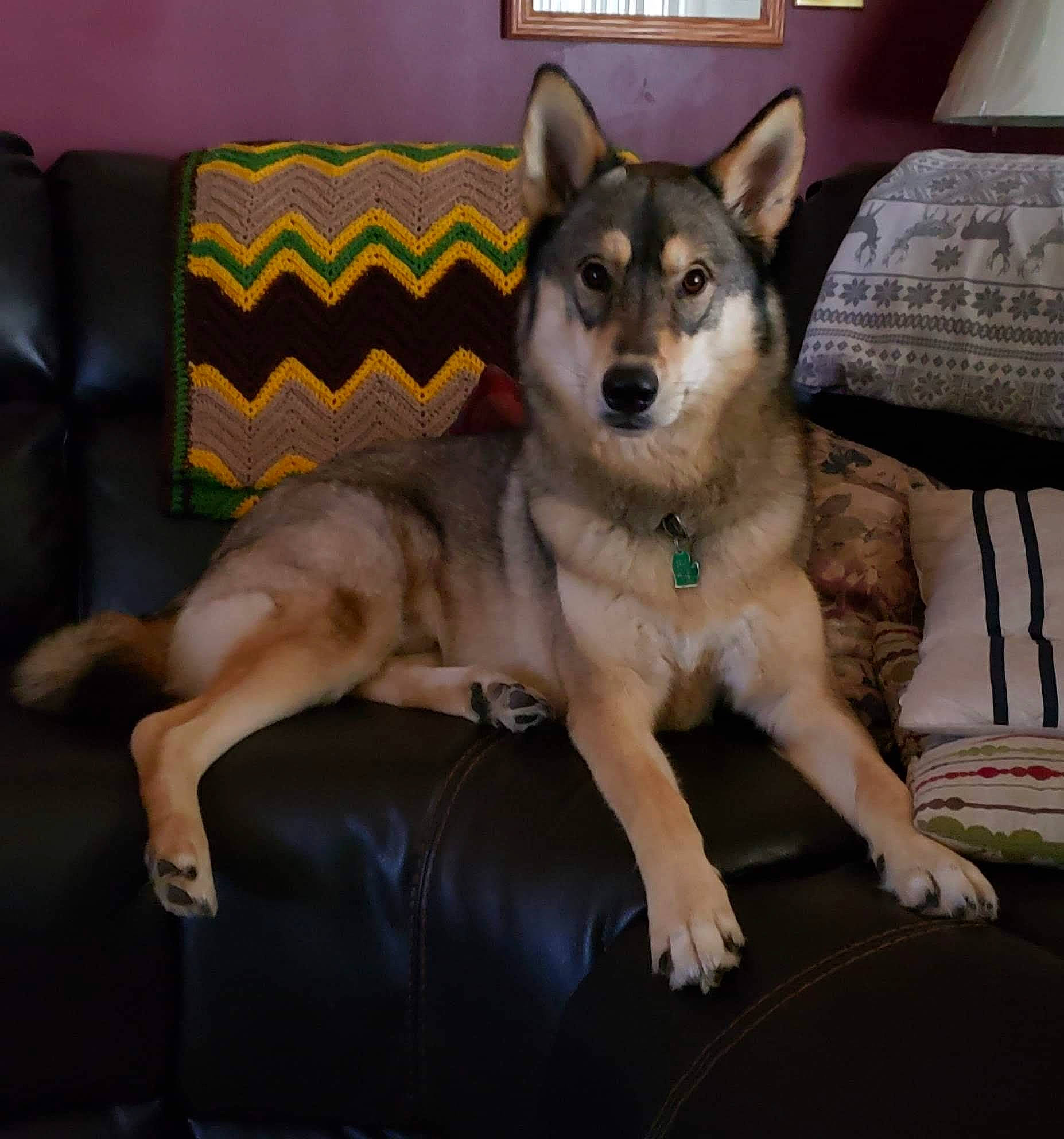 Godzilla is registered to the contest to win money with this photo: ancient_dog_breeds, canidae, carnivore, comfort, companion_dog, couch, dog, dog_breed, dog_supply, fawn, fur, furniture, room, sled_dog, snout, sporting_group, terrestrial_animal, working_animal, working_dog