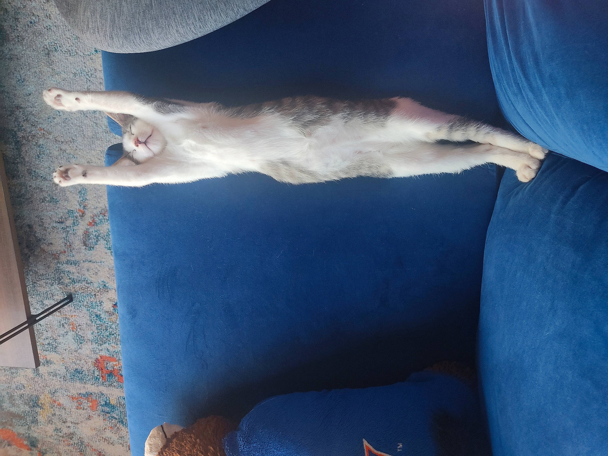 Mandu joined the competition — help win amazing prizes! canidae, carnivore, cat, comfort, companion_dog, dog_breed, electric_blue, fawn, felidae, fur, gesture, human_leg, mammal, paw, small_to_medium_sized_cats, snout, sporting_group, tail, vertebrate, whiskers